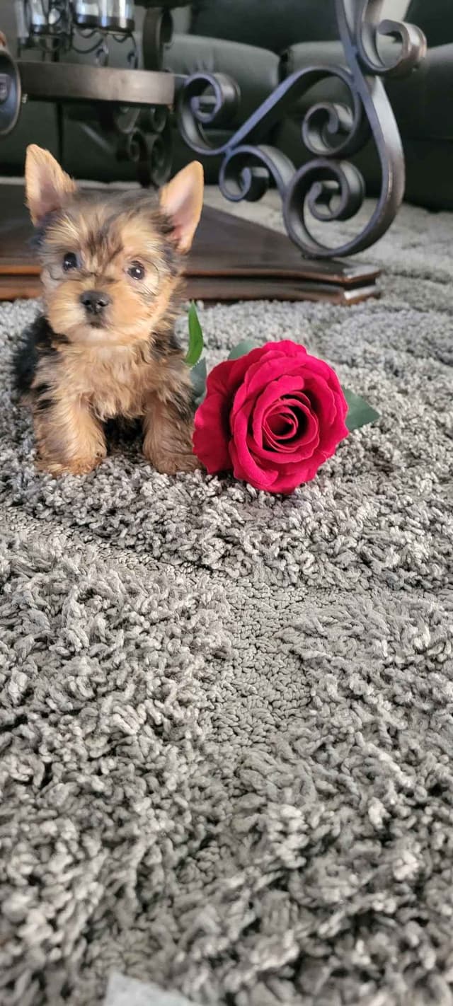 Tiny Yorkshire chocolate/ parti Puppies media 5