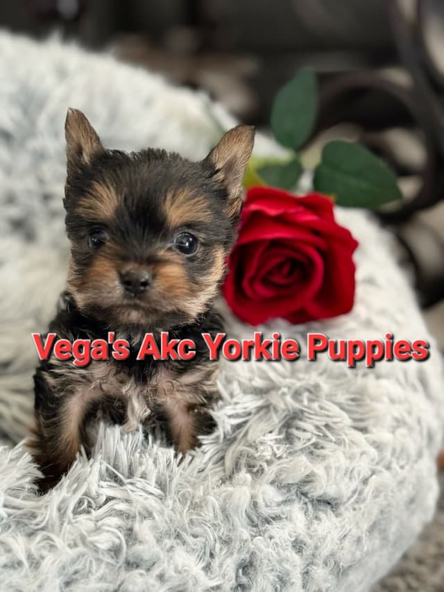 Tiny Yorkshire chocolate/ parti Puppies media 8