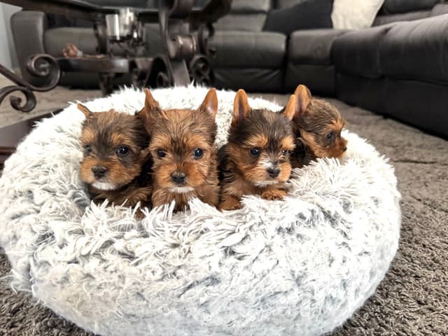 Tiny Yorkshire chocolate/ parti Puppies media 3