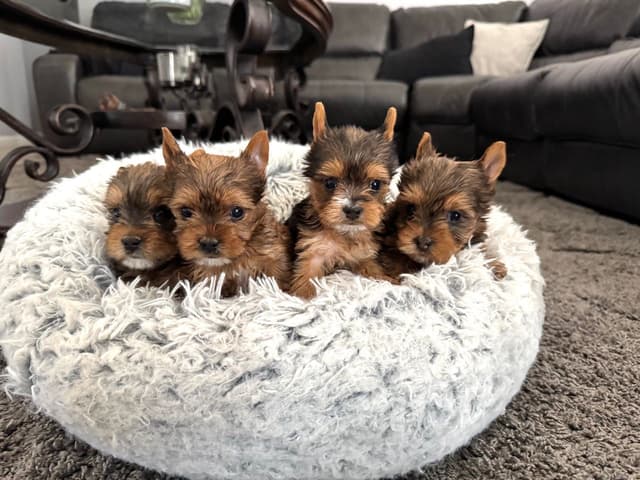 Tiny Yorkshire chocolate/ parti Puppies media 6