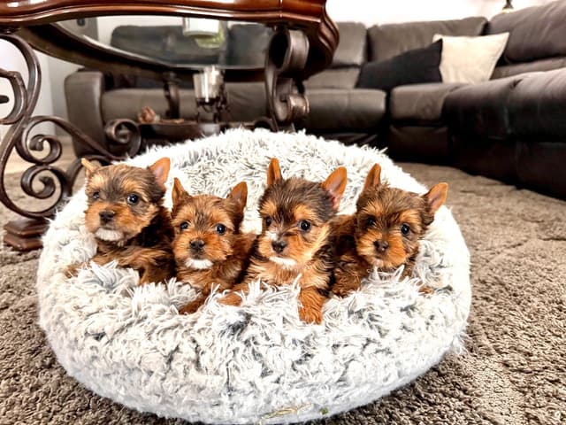Tiny Yorkshire chocolate/ parti Puppies media 2