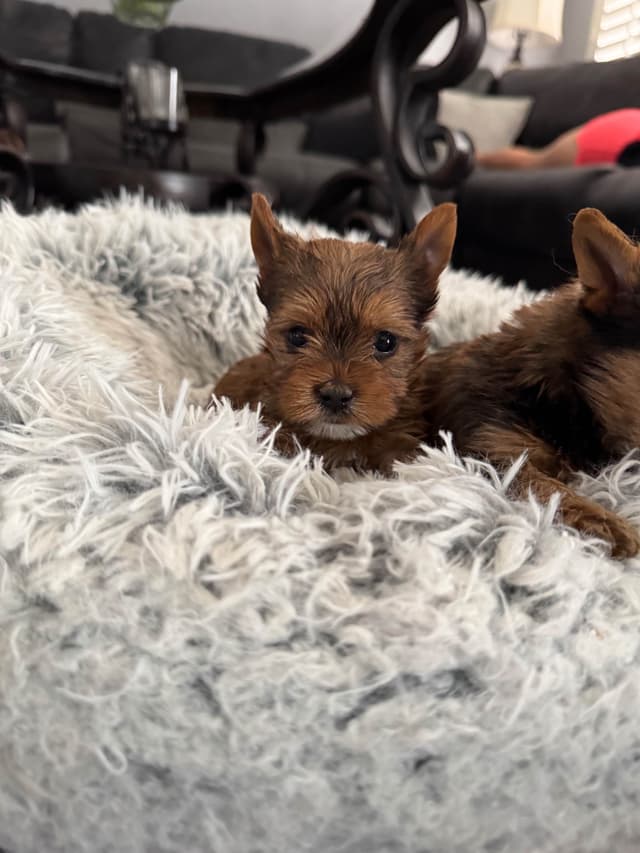 Tiny Yorkshire chocolate/ parti Puppies media 7