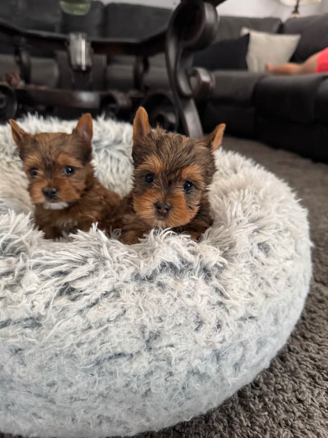Tiny Yorkshire chocolate/ parti Puppies media 9