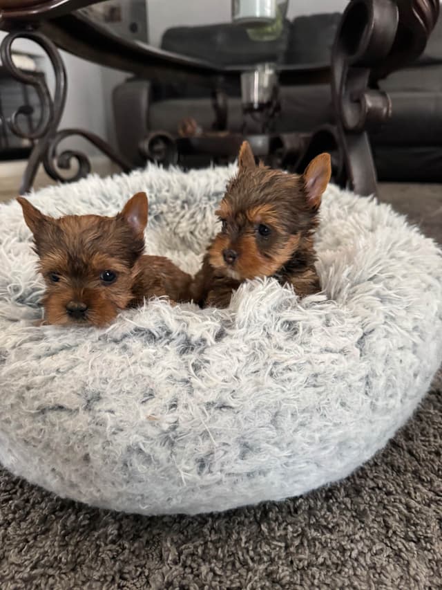 Tiny Yorkshire chocolate/ parti Puppies media 10