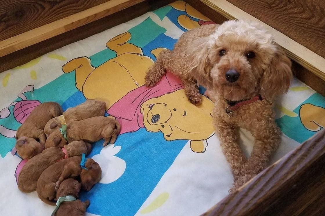 Mini Poodle babies breeder image 1