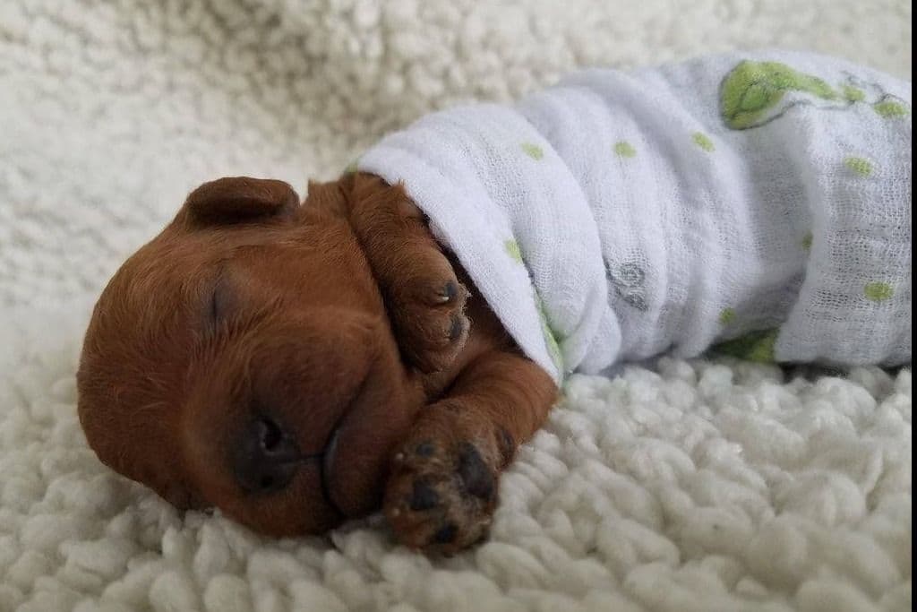 Mini Poodle babies breeder image 3