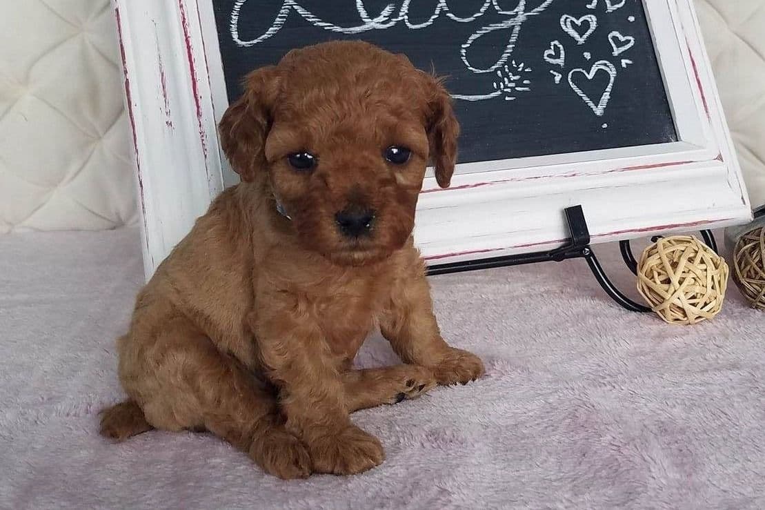 Mini Poodle babies breeder image 4