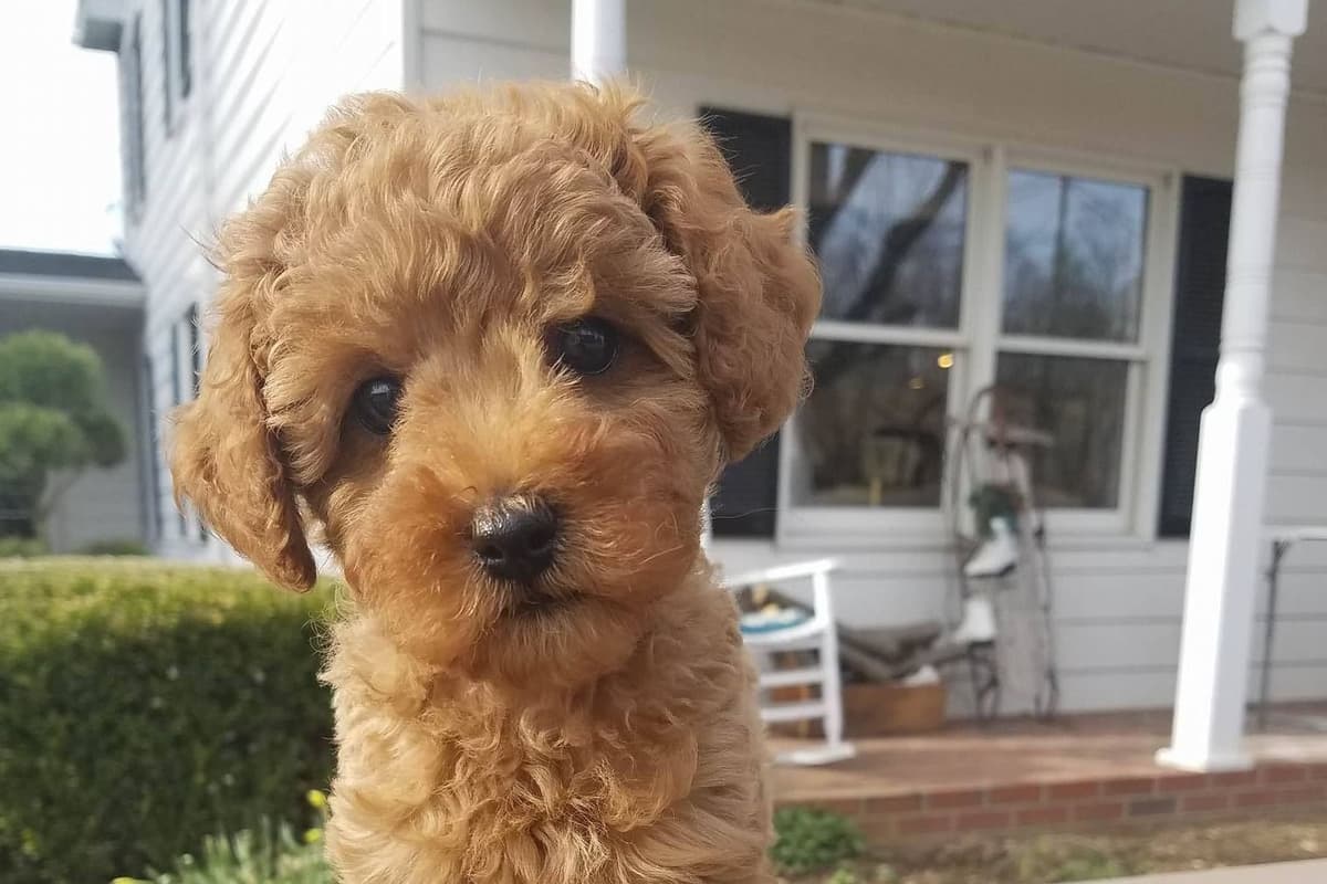 Mini Poodle babies breeder image 5