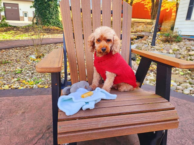 Mini Poodle babies media 6