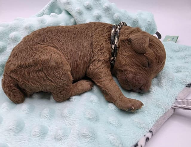 Mini Poodle babies media 8