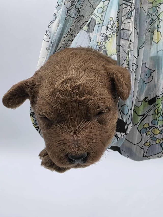 Mini Poodle babies media 9