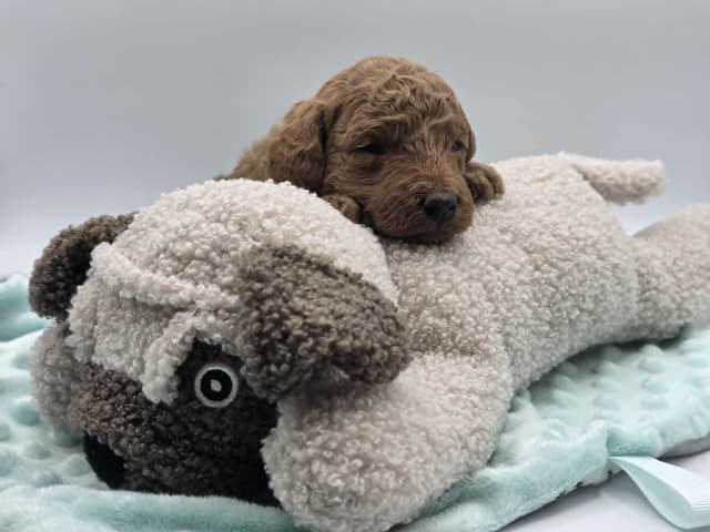 Mini Poodle babies media 10