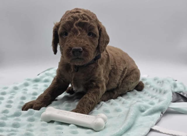 Mini Poodle babies media 11