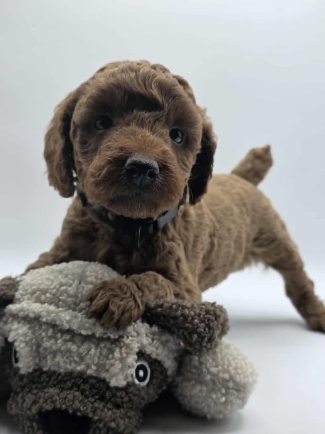 Mini Poodle babies media 12