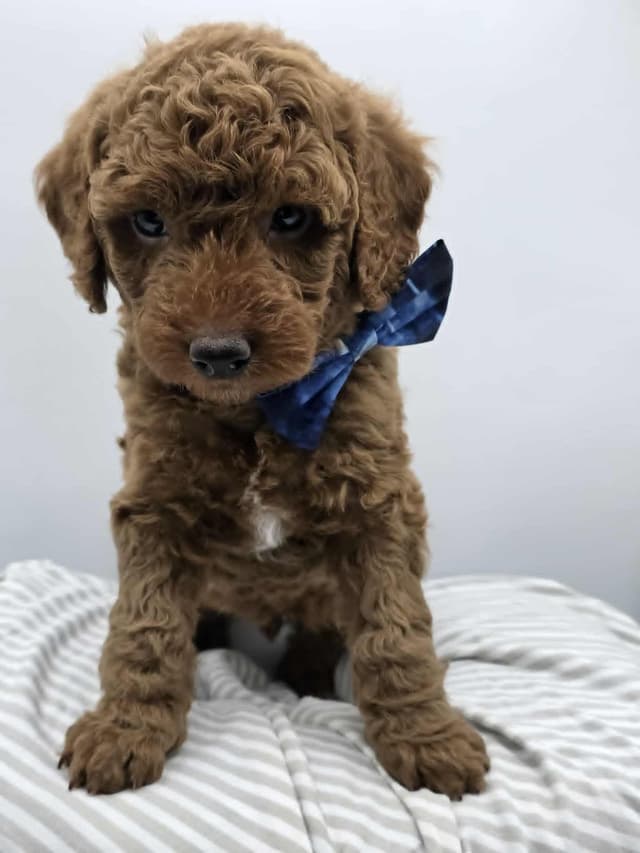 Mini Poodle babies media 13