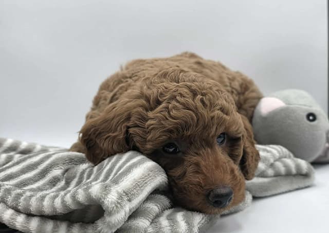 Mini Poodle babies media 14
