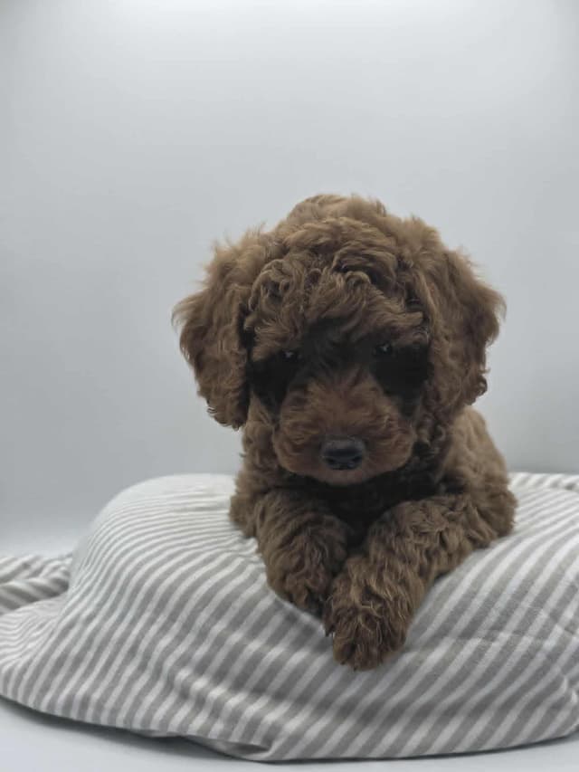Mini Poodle babies media 15
