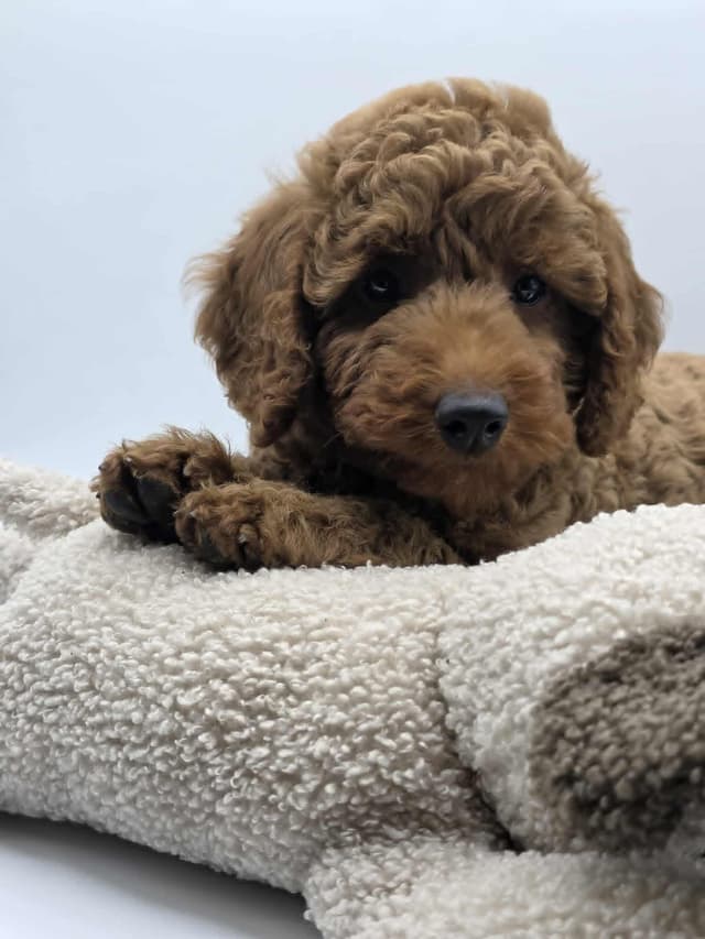 Mini Poodle babies media 17