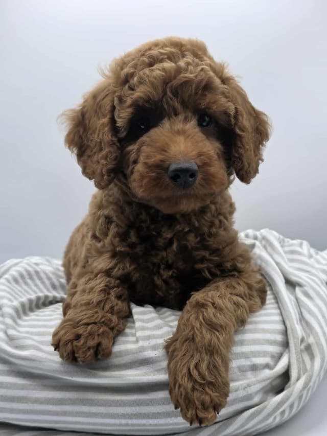 Mini Poodle babies media 19