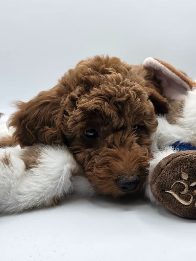 Mini Poodle babies media 20