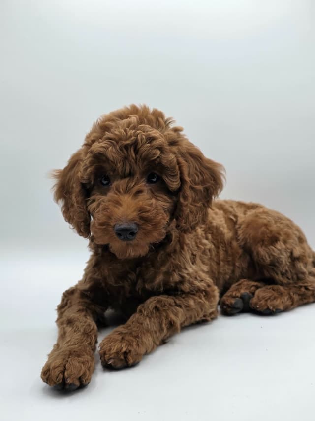 Mini Poodle babies media 21