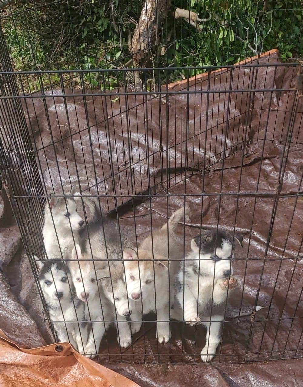 Shetland Sheepdog Puppies breeder image 5