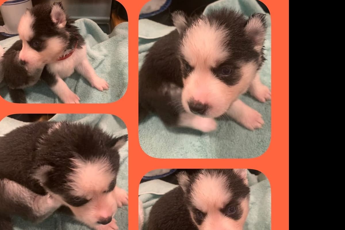 Shetland Sheepdog Puppies breeder image 6
