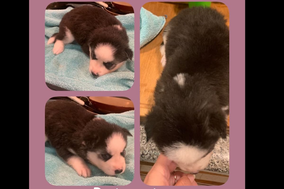 Shetland Sheepdog Puppies breeder image 7