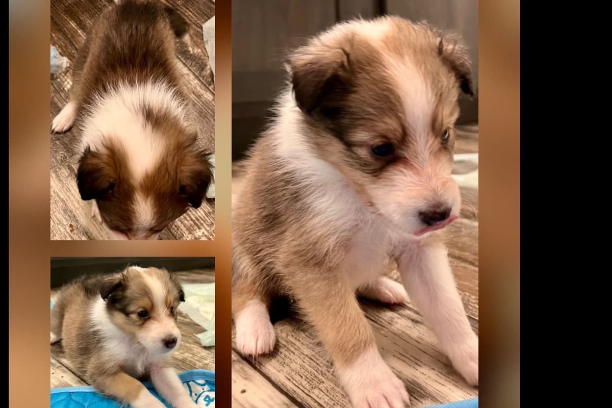 Shetland Sheepdog Puppies breeder image 8
