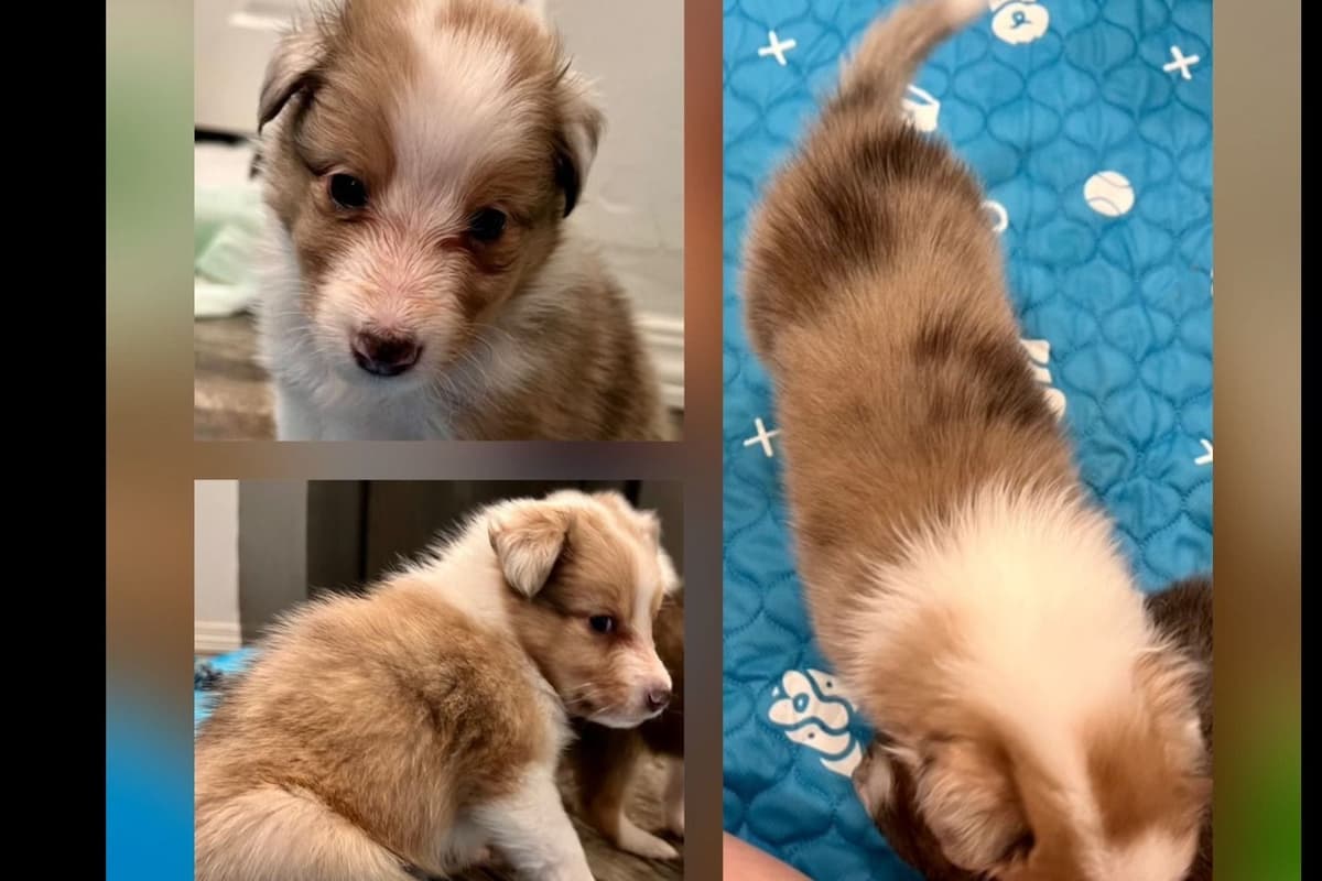 Shetland Sheepdog Puppies breeder image 9