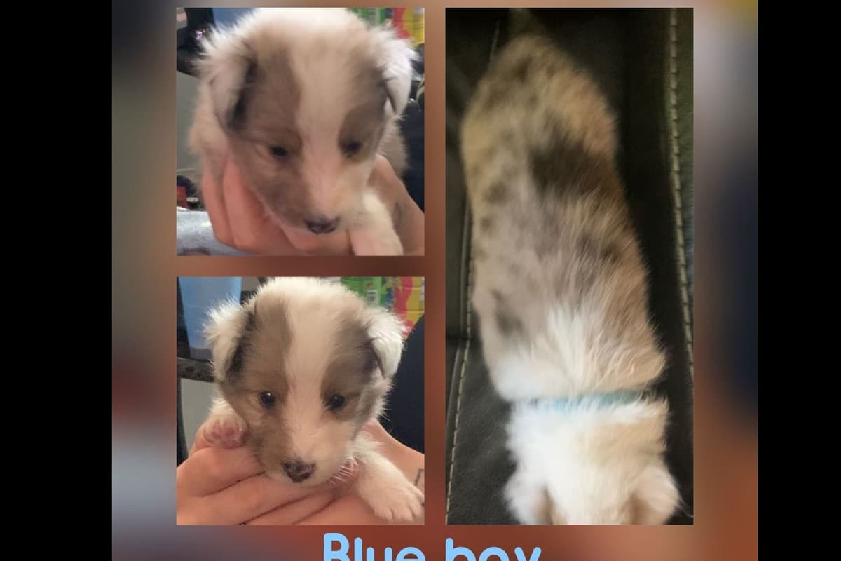 Shetland Sheepdog Puppies breeder image 11