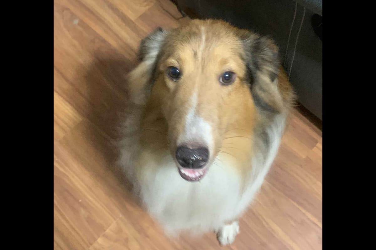 Shetland Sheepdog Puppies breeder image 1
