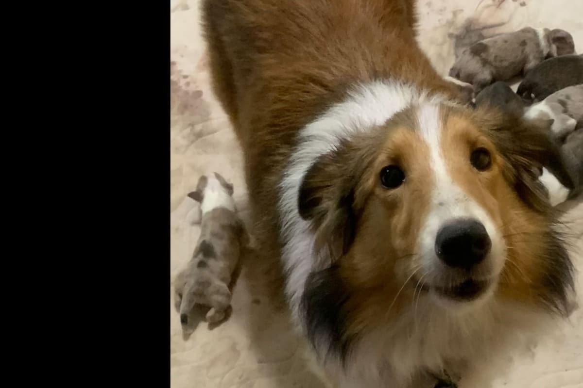 Shetland Sheepdog Puppies breeder image 12