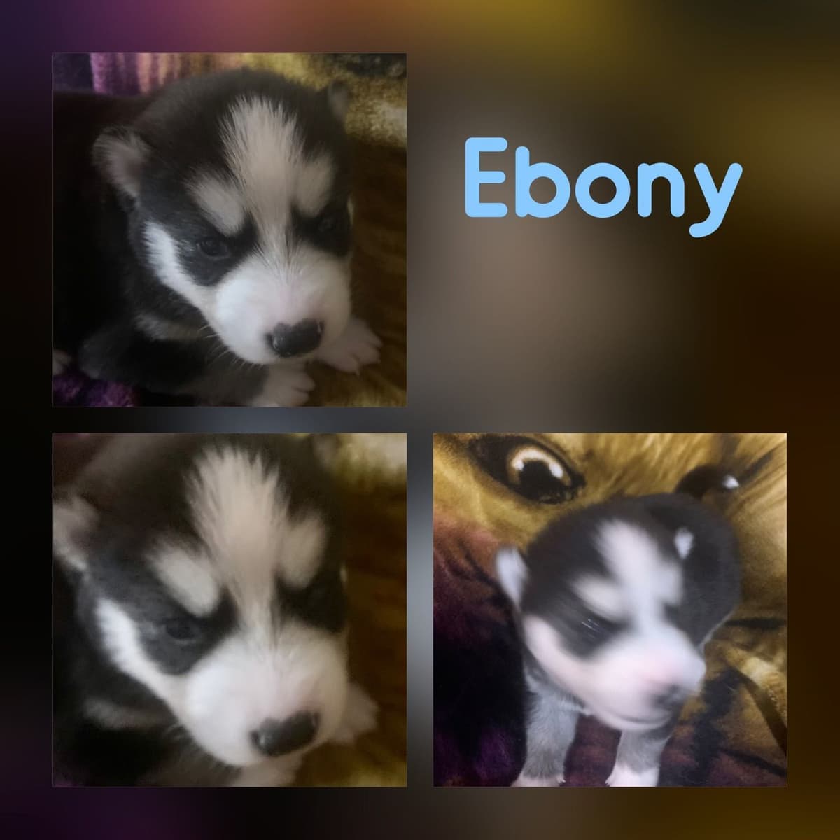 Shetland Sheepdog Puppies breeder image 13