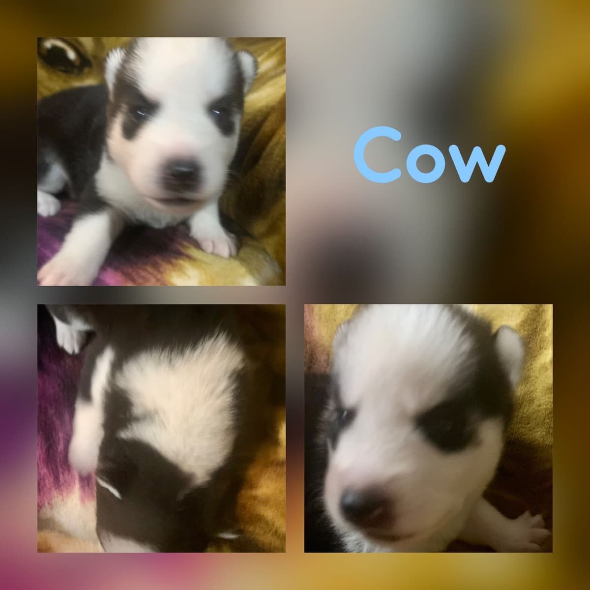 Shetland Sheepdog Puppies breeder image 14