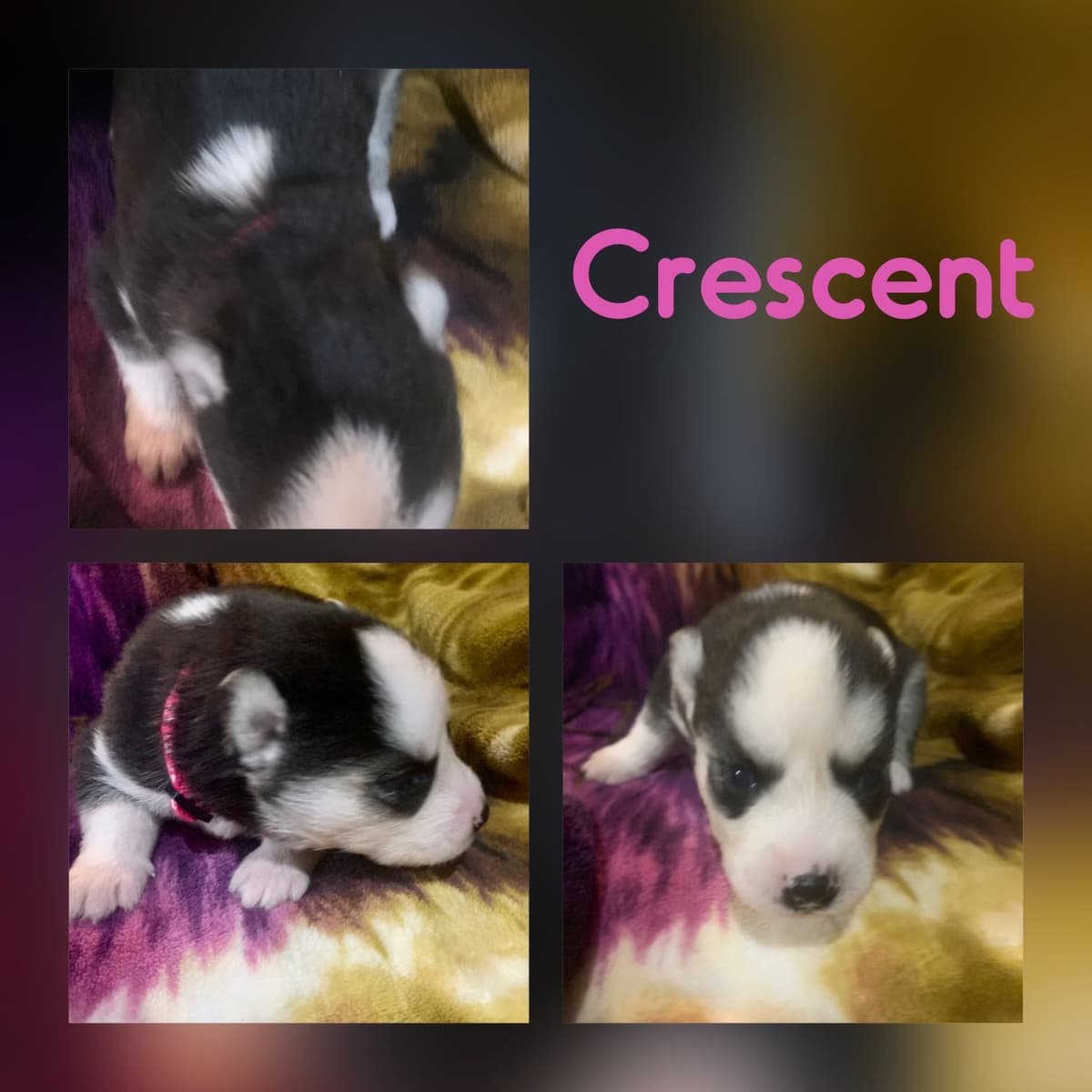 Shetland Sheepdog Puppies breeder image 15