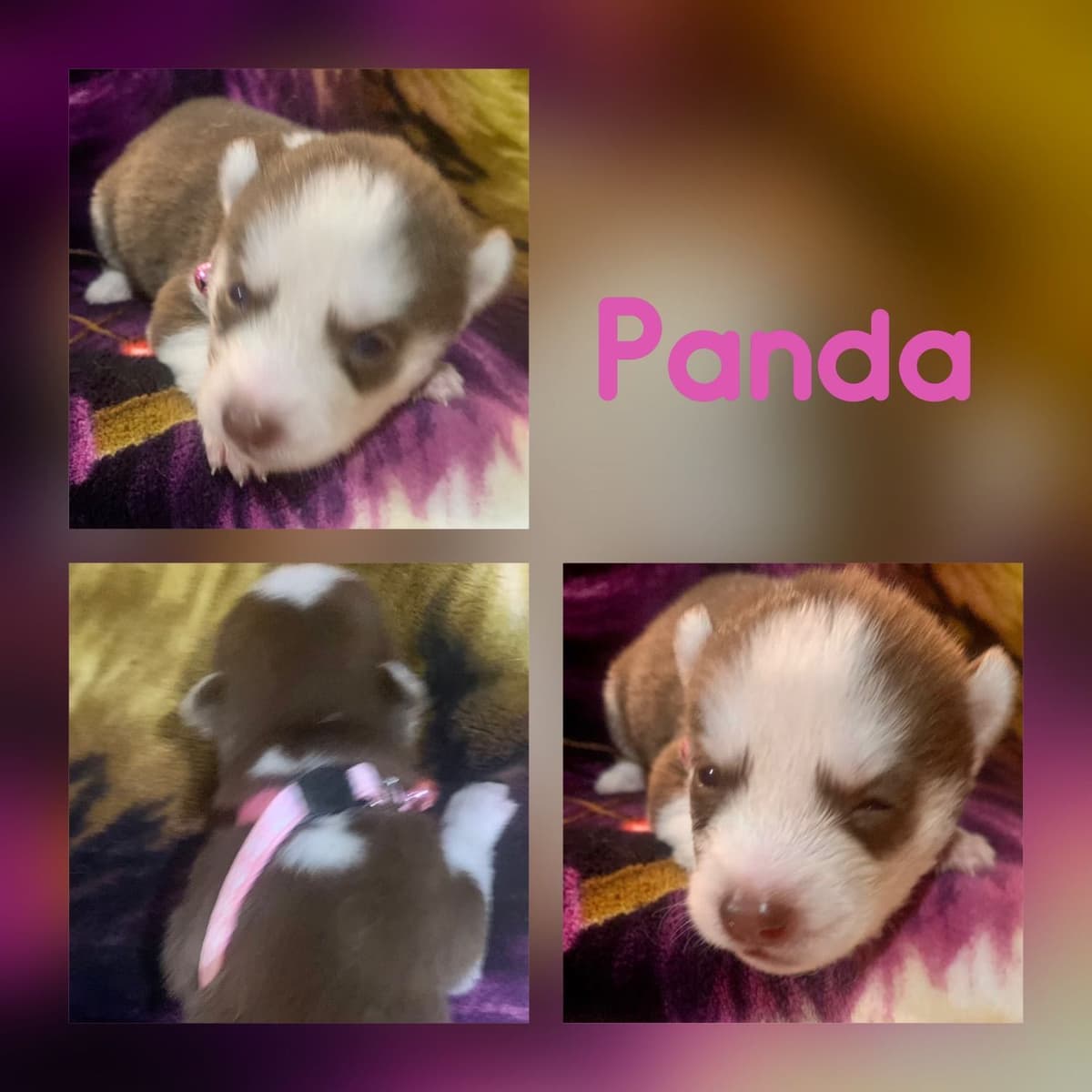 Shetland Sheepdog Puppies breeder image 16