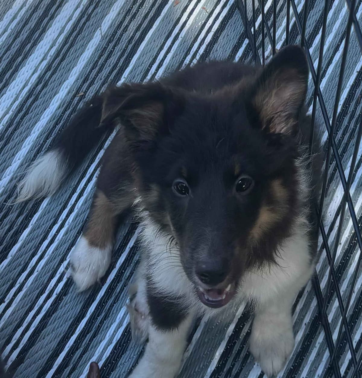 Shetland Sheepdog Puppies breeder image 17