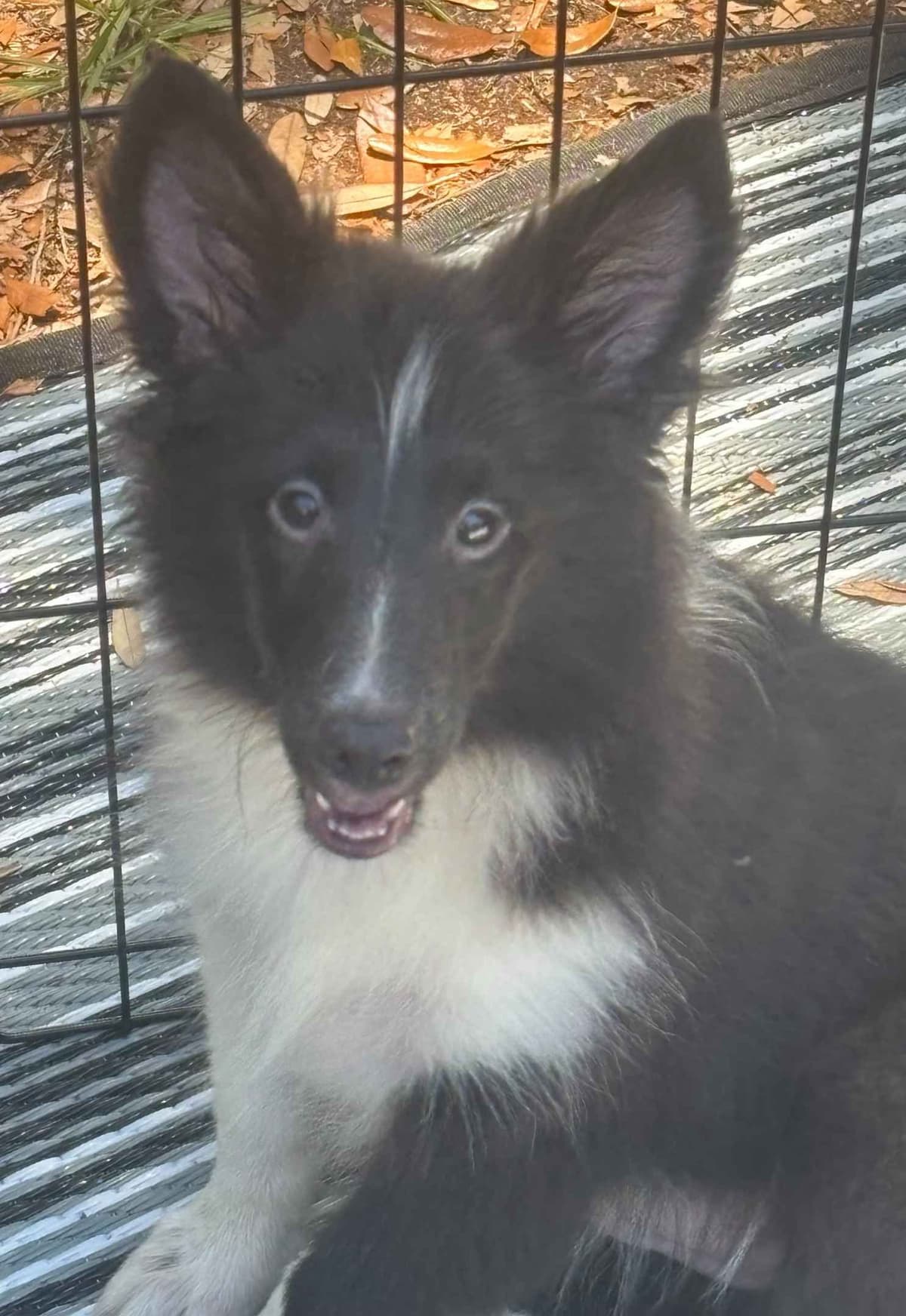 Shetland Sheepdog Puppies breeder image 18