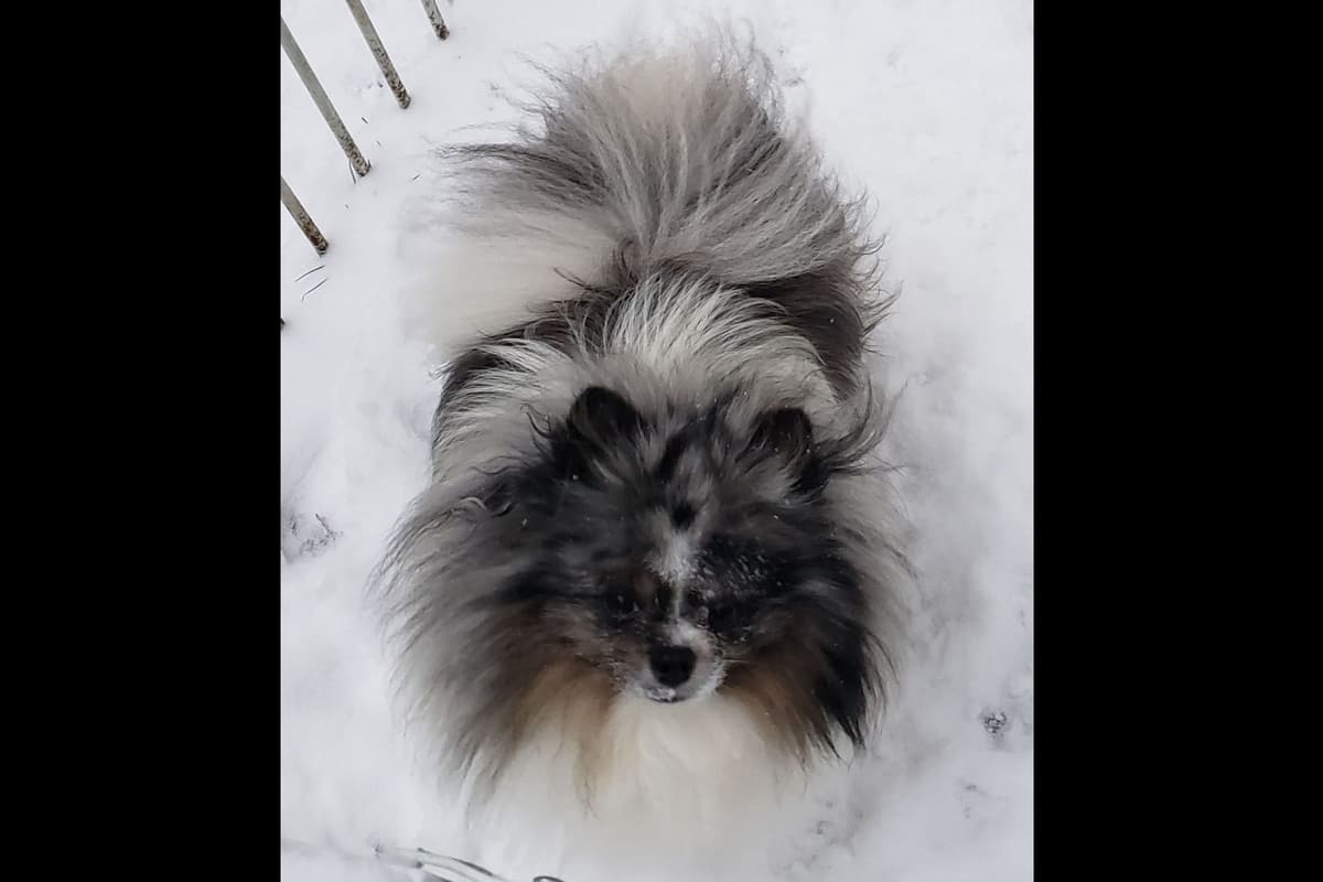 Pomeranian Puppies breeder image 1