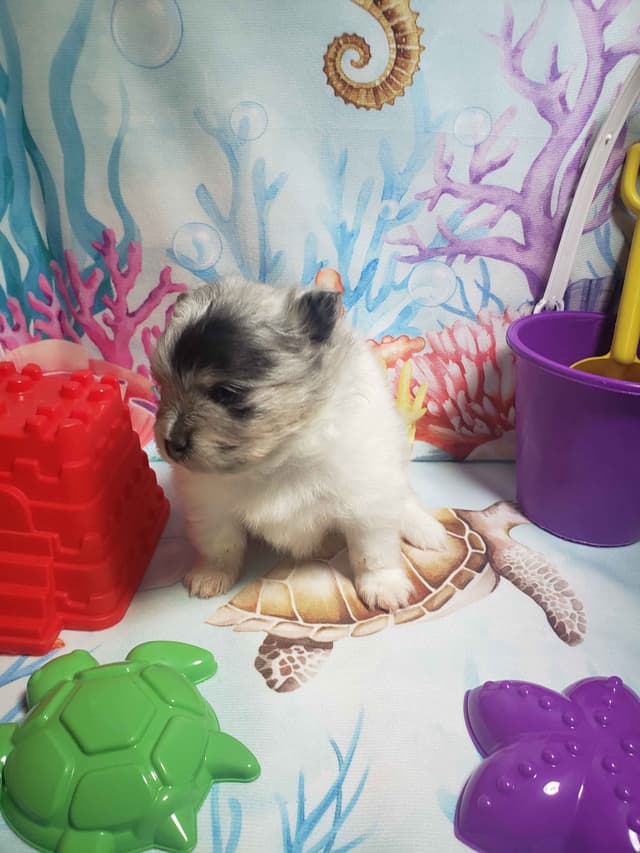 Pomeranian Puppies media 2