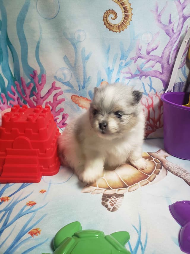 Pomeranian Puppies media 6