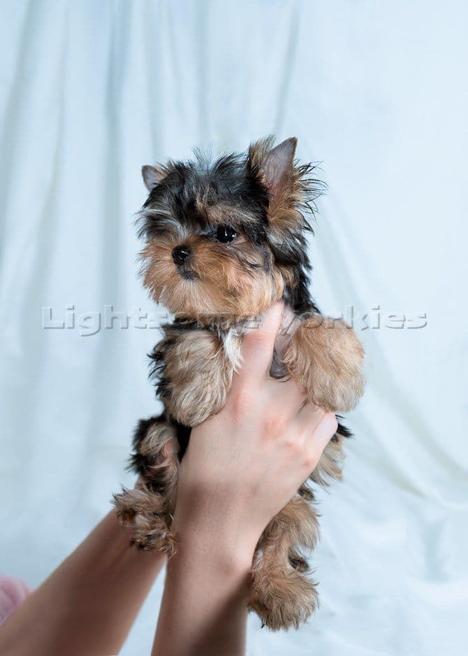 Tiny Yorkshire Terrier Puppies breeder image 3