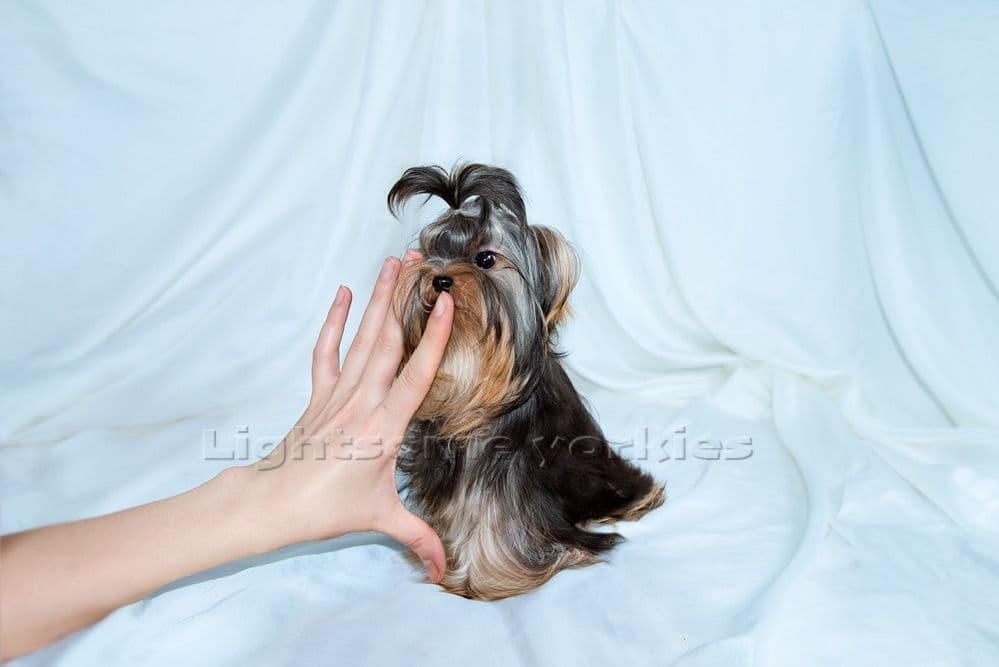 Tiny Yorkshire Terrier Puppies breeder image 4