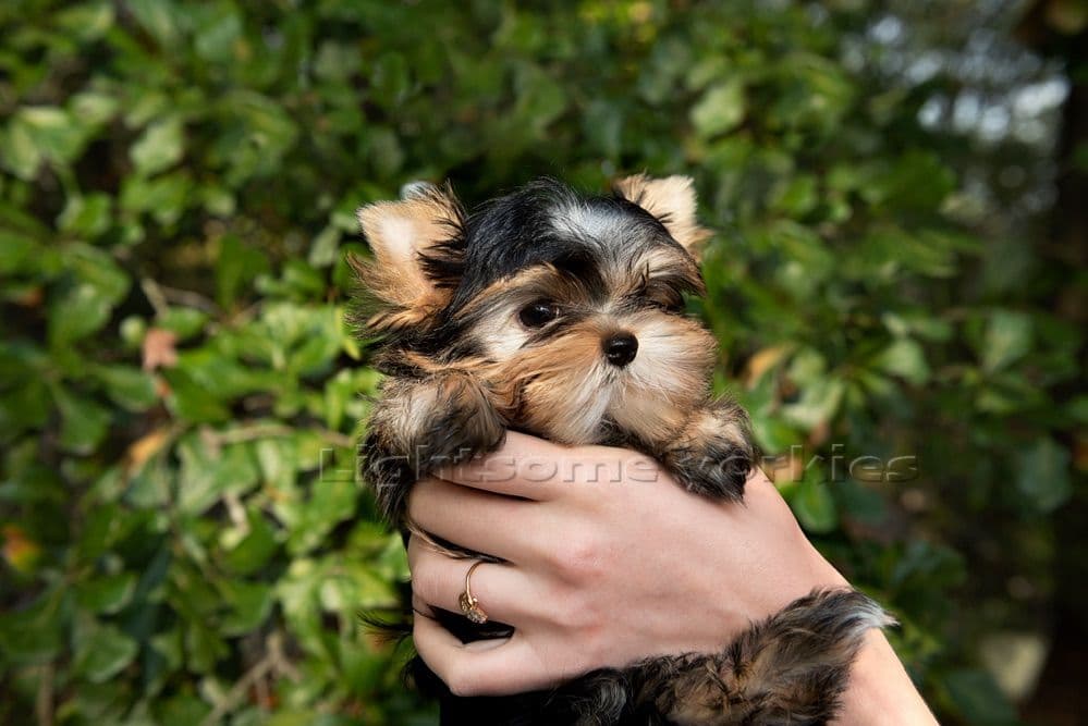Tiny Yorkshire Terrier Puppies breeder image 8