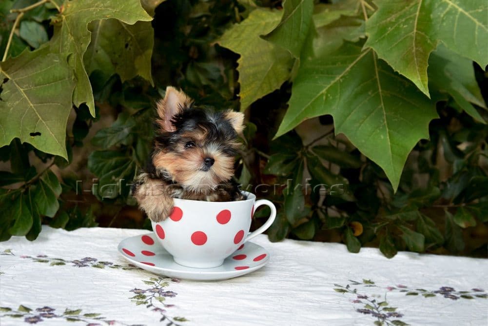 Tiny Yorkshire Terrier Puppies breeder image 9