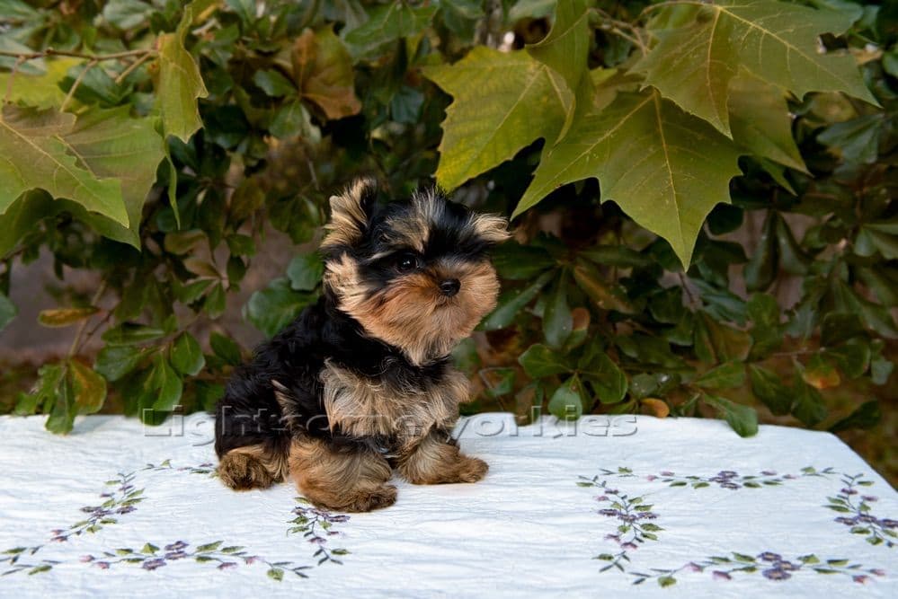 Tiny Yorkshire Terrier Puppies breeder image 10