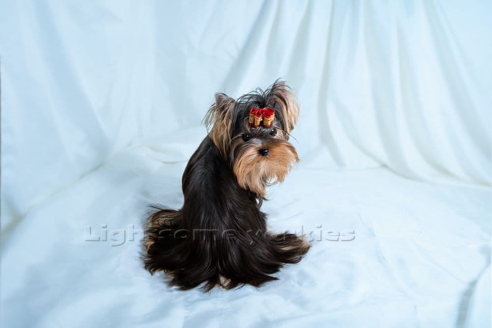 Tiny Yorkshire Terrier Puppies breeder image 12