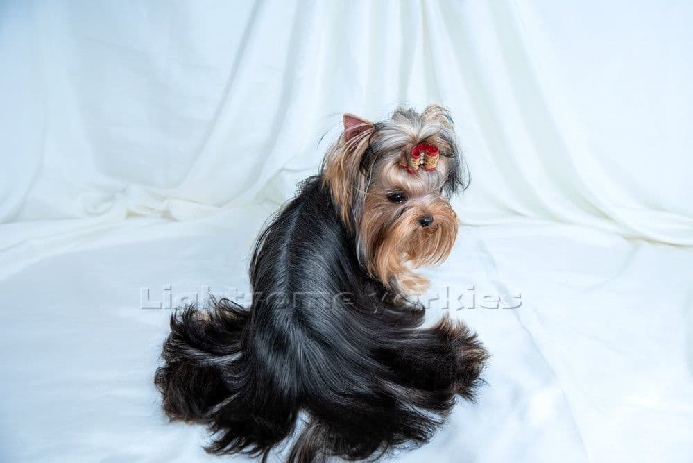 Tiny Yorkshire Terrier Puppies breeder image 13