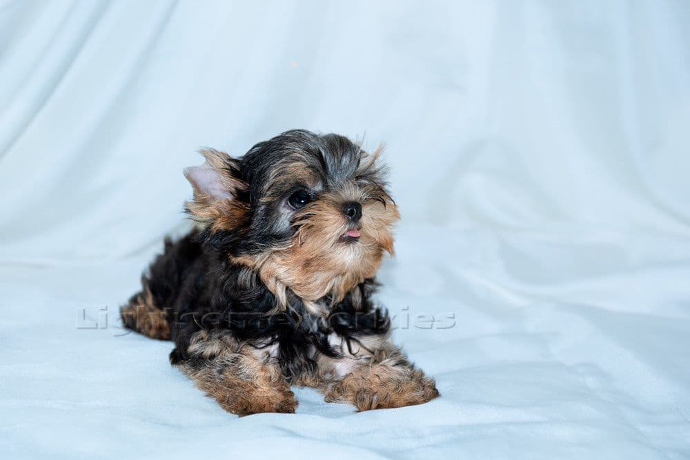 Tiny Yorkshire Terrier Puppies breeder image 14
